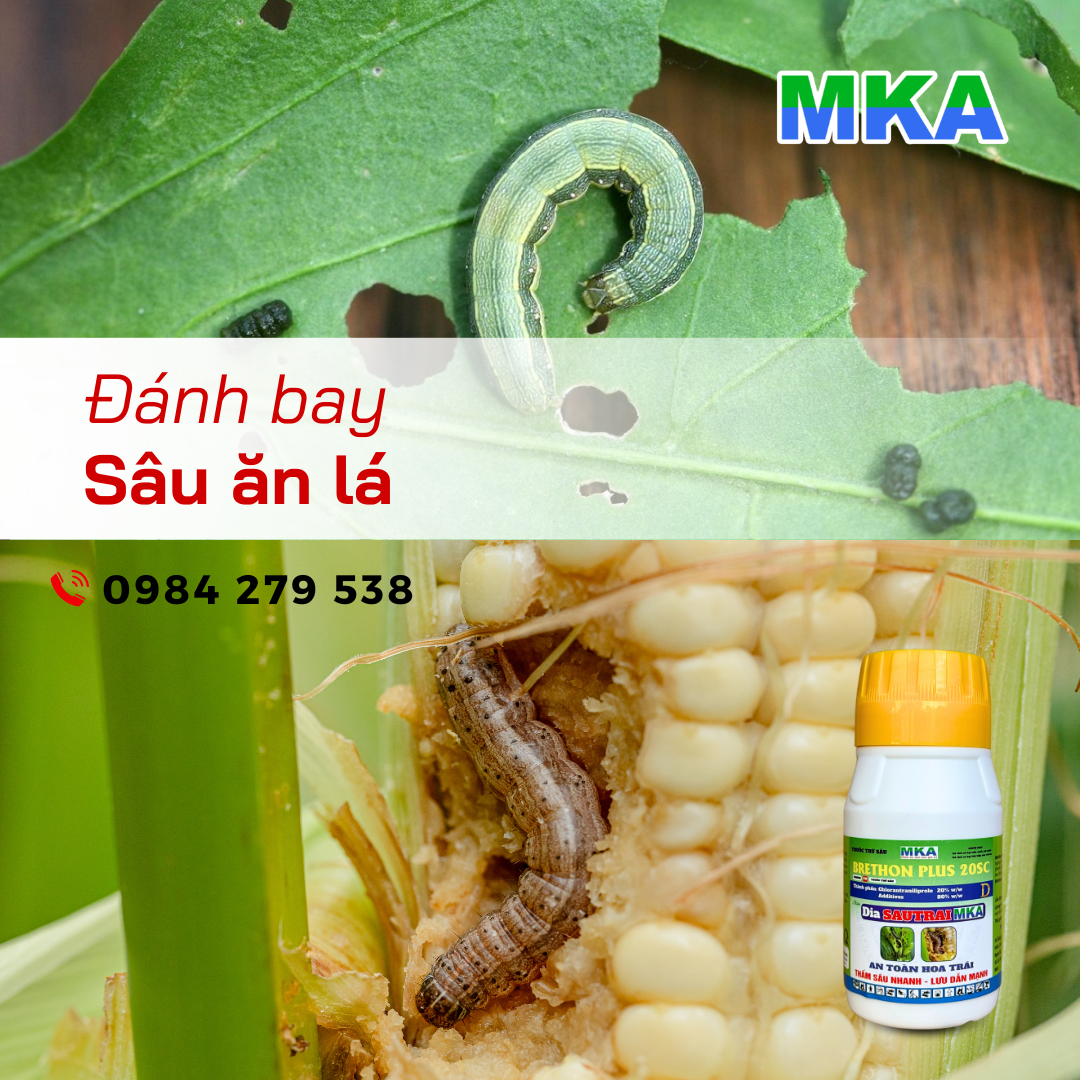 Diasautrai MKA thuốc đặc trị sâu đục trái